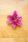Stargazer Lily Clip