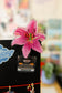 Stargazer Lily Clip